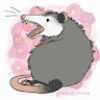 cblossompossum